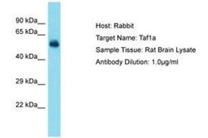 Image no. 1 for anti-TATA Box Binding Protein (TBP)-Associated Factor, RNA Polymerase I, A, 48kDa (TAF1A) (AA 51-100) antibody (ABIN6750276) (TAF1A 抗体  (AA 51-100))
