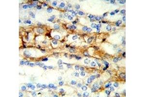 IHC analysis of FFPE mouse kidney stained with MFN2 antibody (MFN2 抗体  (AA 447-476))