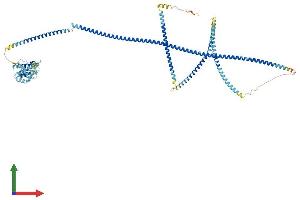 AlphaFold protein structure predicition of Mouse Recombinant Hook3 Protein, UniprotID Q8BUK6