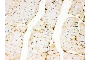 Anti- Annexin A3 Picoband antibody, IHC(P) IHC(P): Mouse Cardiac Muscle Tissue (Annexin A3 抗体  (Middle Region))
