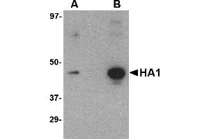 Western Blotting (WB) image for anti-Hemagglutinin antibody (Influenza A Virus H5N1) (ABIN1031717) (Hemagglutinin 抗体)