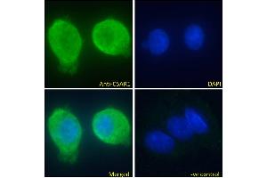 ABIN5539670 Immunofluorescence analysis of paraformaldehyde fixed HepG2 cells, permeabilized with 0. (C5AR1 抗体  (C-Term))