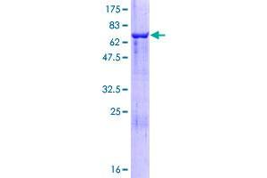 Cytohesin 3 Protein (CYTH3) (AA 1-399) (GST tag)