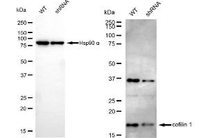Western blotting analysis using cofilin 1 antibody (ABIN7798111). (Recombinant Cofilin 抗体)