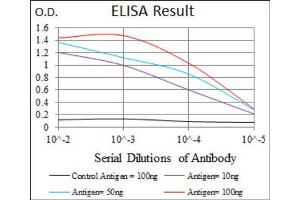 Red: Control Antigen (100ng) ; Purple: Antigen (10ng) ; Green: Antigen (50ng) ; Blue: Antigen (100ng). (Lp(a) 抗体  (AA 4330-4521))