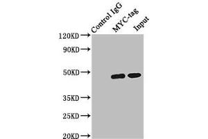 Immunoprecipitating MYC-tag with transfected HEK293 Lane 1: Mouse control IgG (1 μg) instead of ABIN7127946 in transfected HEK293 whole cell lysate. (Myc Tag 抗体)