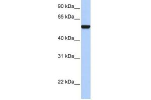 IFRD1 antibody used at 1 ug/ml to detect target protein. (IFRD1 抗体  (Middle Region))