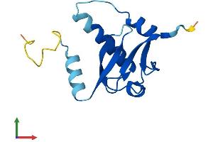 Protein Structure (PS) image for Small Nuclear Ribonucleoprotein 25kDa (U11/U12) (SNRNP25) (AA 1-123) protein (His tag) (ABIN7559961)