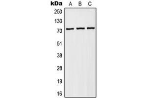 Western blot analysis of NHE6 expression in HEK293T (A), Raw264. (SLC9A6 抗体  (Center))