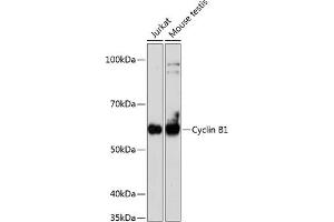 Western blot analysis of extracts of various cell lines, using Cyclin B1 antibody (ABIN7266553) at 1:1000 dilution. (Cyclin B1 抗体)