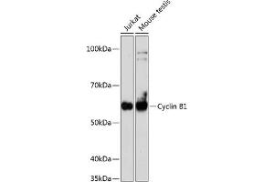 Western blot analysis of extracts of various cell lines, using Cyclin B1 antibody (ABIN7266553) at 1:1000 dilution.