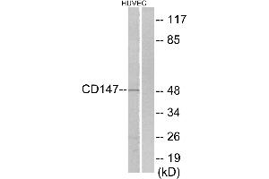 Immunohistochemistry analysis of paraffin-embedded human brain tissue using CD147 antibody. (CD147 抗体  (C-Term))
