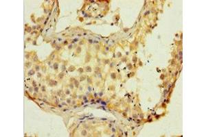 Immunohistochemistry of paraffin-embedded human testis tissue using ABIN7152513 at dilution of 1:100 (SUPT16H 抗体  (AA 187-282))