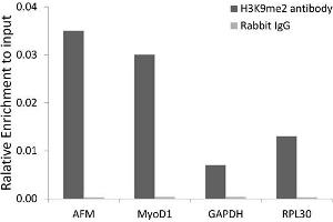 Chromatin immunoprecipitation analysis extracts of 293 cell line, using DiMethyl-Histone H3-K9 antibody and rabbit IgG.