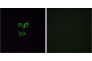 Immunofluorescence (IF) image for anti-Olfactory Receptor, Family 2, Subfamily Y, Member 1 (OR2Y1) (AA 161-210) antibody (ABIN1535893)
