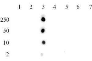 Histone H2B acetyl Lys15 pAb tested by dot blot analysis. (Histone H2B 抗体  (acLys15))