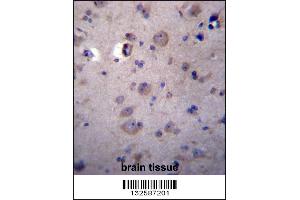 HPSE2 Antibody immunohistochemistry analysis in formalin fixed and paraffin embedded human brain tissue followed by peroxidase conjugation of the secondary antibody and DAB staining. (Heparanase 2 抗体  (C-Term))