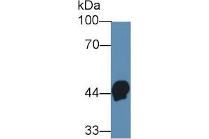Western Blot; Sample: Human Serum; Primary Ab: 3µg/ml Mouse Anti-Human HPR Antibody Second Ab: 0. (HPR 抗体  (AA 102-347))