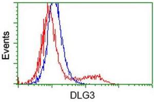 Image no. 2 for anti-Discs, Large Homolog 3 (DLG3) antibody (ABIN1497851) (DLG3 抗体)