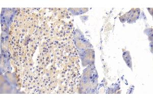 Detection of MAP1B in Mouse Pancreas Tissue using Polyclonal Antibody to Microtubule Associated Protein 1B (MAP1B) (MAP1B 抗体  (AA 2203-2464))