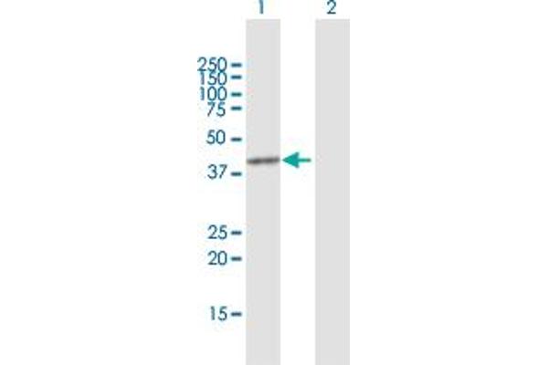 PRMT8 antibody  (AA 1-394)