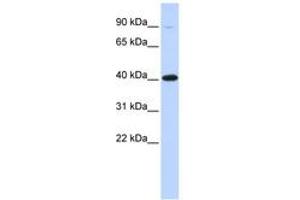 Image no. 1 for anti-Zinc Finger Protein 42 (ZFP42) (AA 108-157) antibody (ABIN6742666) (ZFP42 抗体  (AA 108-157))