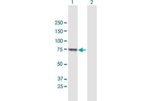 Western Blot analysis of MUC20 expression in transfected 293T cell line by MUC20 MaxPab polyclonal antibody. (MUC20 抗体  (AA 1-538))