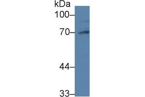 Detection of PABPC1L in Rat Liver lysate using Polyclonal Antibody to Poly A Binding Protein Cytoplasmic 1 Like Protein (PABPC1L) (PABPC1L 抗体  (AA 514-612))