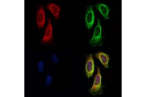 ABIN6257718 and ABIN6275927 staining Hela cells by IF/ICC.