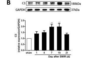 Astrocytes were activated and mainly expressed as the A1 phenotype in the spinal cord after SMIR. (GAPDH 抗体)