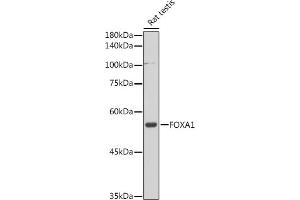 Western blot analysis of extracts of Rat testis, using FOX antibody (5278) at 1:1000 dilution. (FOXA1 抗体  (AA 263-472))