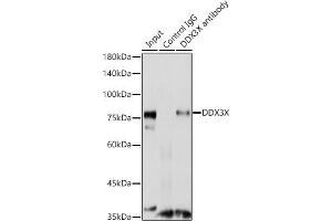 Immunoprecipitation (IP) image for anti-DEAD (Asp-Glu-Ala-Asp) Box Polypeptide 3, X-Linked (DDX3X) (AA 1-220) antibody (ABIN6139494)