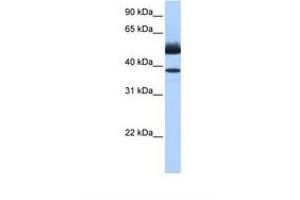Image no. 1 for anti-Lipase, Family Member J (LIPJ) (AA 282-331) antibody (ABIN6739347) (LIPJ 抗体  (AA 282-331))