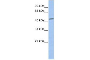 WB Suggested Anti-CSNK2A1 Antibody Titration: 0. (CSNK2A1/CK II alpha 抗体  (Middle Region))
