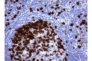 Image no. 1 for anti-Thymidylate Synthetase (TYMS) antibody (ABIN1501595) (TYMS 抗体)