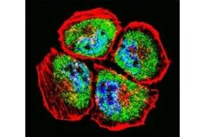 Confocal immunofluorescent analysis of MMP3 antibody with NCI-H460 cells followed by Alexa Fluor 488-conjugated goat anti-rabbit lgG (green). (MMP3 抗体  (AA 30-59))