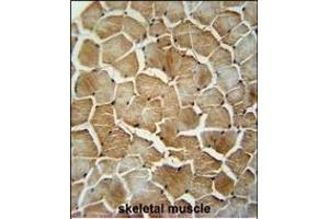MRM1 antibody (N-term) (ABIN654341 and ABIN2844111) immunohistochemistry analysis in formalin fixed and paraffin embedded human skeletal muscle followed by peroxidase conjugation of the secondary antibody and DAB staining. (MRM1 抗体  (N-Term))