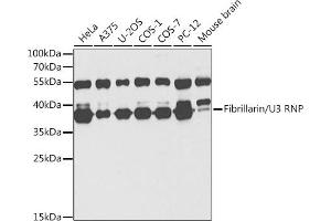 Western blot analysis of extracts of various cell lines, using Fibrillarin/U3 RNP antibody (ABIN6130429, ABIN6140494, ABIN6140496 and ABIN6217509) at 1:1000 dilution. (Fibrillarin 抗体  (AA 100-321))