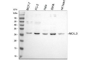anti-Nucleolar Protein 3 (Apoptosis Repressor with CARD Domain) (NOL3) (AA 91-106), (Middle Region) antibody
