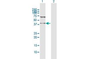 Western Blot analysis of WDR74 expression in transfected 293T cell line by WDR74 MaxPab polyclonal antibody. (WDR74 抗体  (AA 1-366))