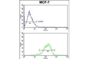 RBM3 Antibody (C-term) (ABIN391592 and ABIN2841521) FC analysis of MCF-7 cells (bottom histogram) compared to a negative control cell (top histogram). (RBM3 抗体  (C-Term))