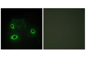 Immunofluorescence (IF) image for anti-Cytochrome C Oxidase Subunit IV Isoform 2 (Lung) (COX4I2) (Internal Region) antibody (ABIN1850324) (COX4I2 抗体  (Internal Region))