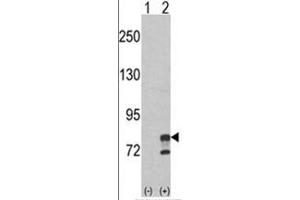 Western blot analysis of GMPS (arrow) using rabbit polyclonal GMPS Antibody (Center) . (GMP Synthase 抗体  (Middle Region))