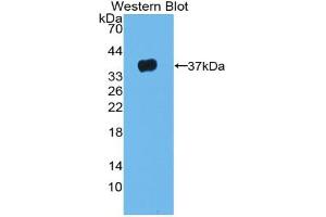 Western blot analysis of the recombinant protein. (LRG1 抗体  (AA 37-340))