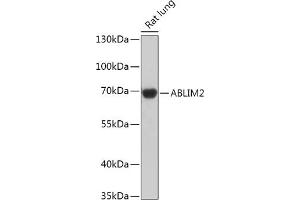 Western blot analysis of extracts of Rat lung, using  antibody (ABIN7265380) at 1:1000 dilution. (ABLIM2 抗体  (AA 74-309))