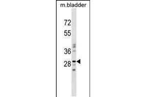 Western blot analysis in mouse bladder tissue lysates (35ug/lane). (NUBPL 抗体  (N-Term))