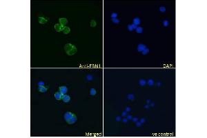 (ABIN570798) Immunofluorescence analysis of paraformaldehyde fixed Jurkat cells, permeabilized with 0. (Fibrillin 1 抗体  (Internal Region))