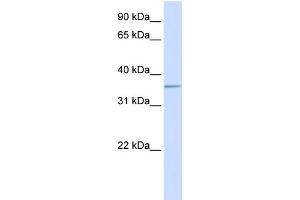 WB Suggested Anti-ALDOC Antibody Titration:  0. (ALDOC 抗体  (C-Term))