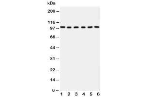Western Blotting (WB) image for anti-Minichromosome Maintenance Complex Component 2 (MCM2) (AA 884-904) antibody (ABIN3031803)