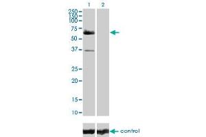 Western blot analysis of RAF1 over-expressed 293 cell line, cotransfected with RAF1 Validated Chimera RNAi (Lane 2) or non-transfected control (Lane 1). (RAF1 抗体  (AA 1-130))